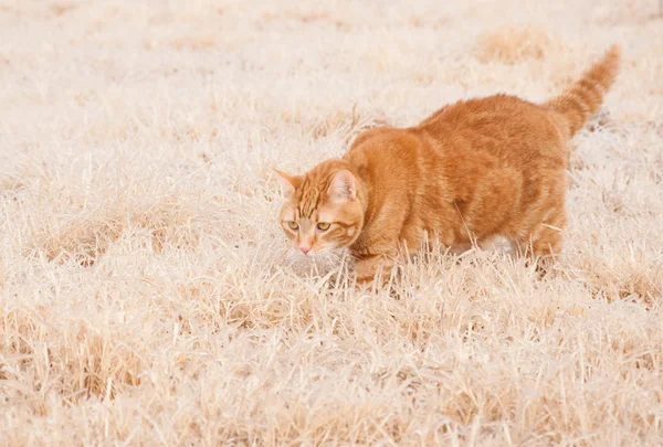 냉동된 잔디에서 걷는 아름 다운 주황색 얼룩 고양이 고양이 — 스톡 사진