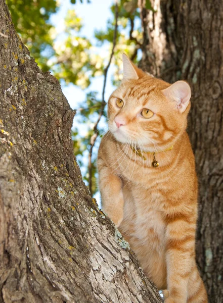 Hezký oranžová mourovatá kočka se na stromě — Stock fotografie