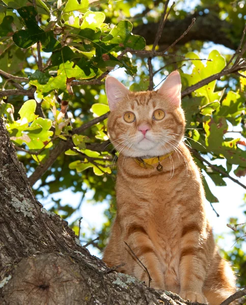 Przystojny pomarańczowy pręgowany kot się w drzewie wyglądający wpis — Zdjęcie stockowe