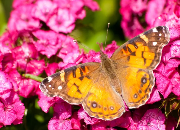Americká krása malované motýl — Stock fotografie