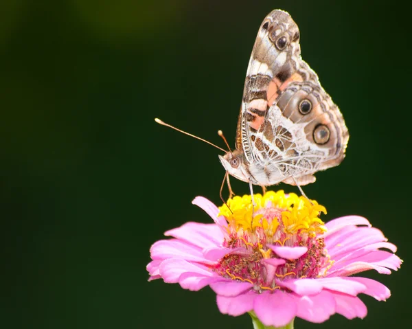 Senhora pintada americana borboleta — Fotografia de Stock