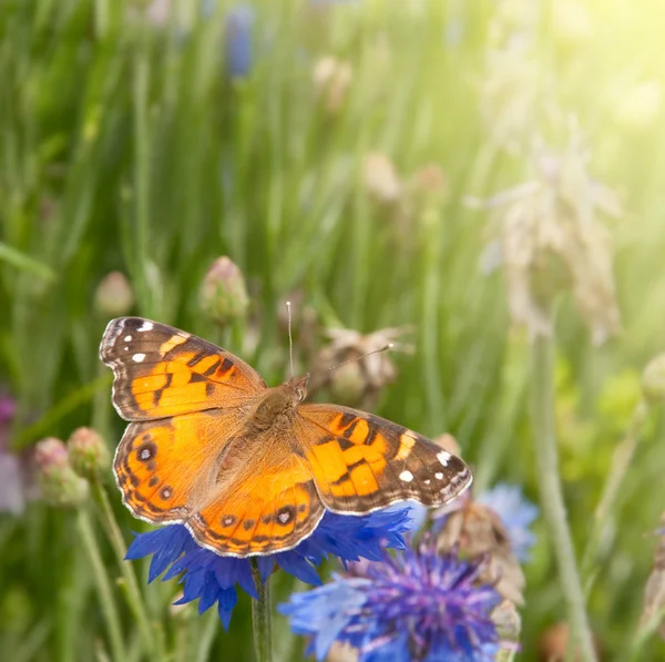 American Painted Lady mariposa —  Fotos de Stock