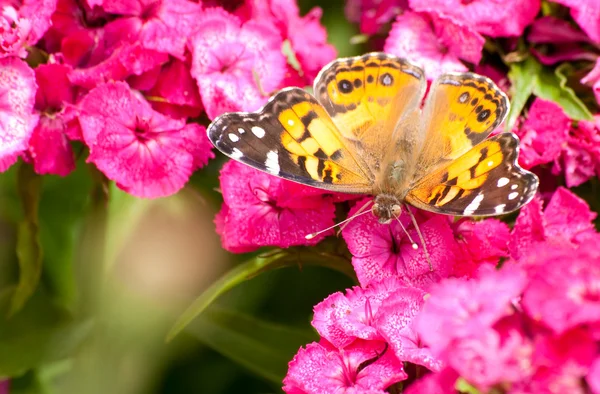 Schöner Cynthia virginiensis-Schmetterling — Stockfoto