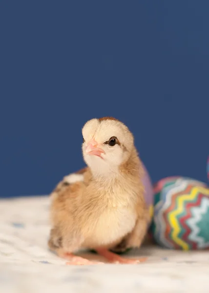 Pintainho de Páscoa bonito pequeno empoleirado ao lado de ovos de Páscoa coloridos — Fotografia de Stock