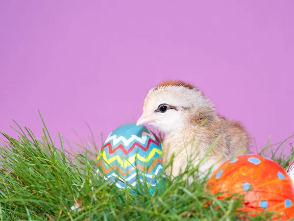 Lindo pollito de Pascua posado junto a coloridos huevos de Pascua — Foto de Stock