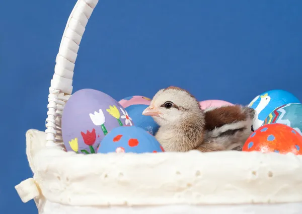 七彩复活节小鸡休息在手绘的复活节彩蛋 — 图库照片