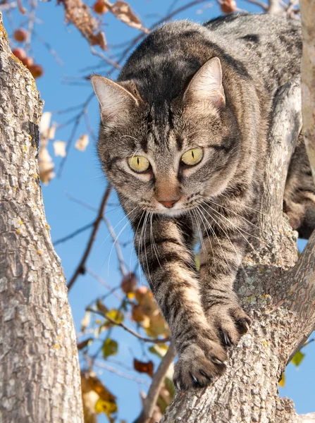 Όμορφη γκρι τιγρέ γάτα που κατεβαίνοντας από ένα δέντρο — Φωτογραφία Αρχείου