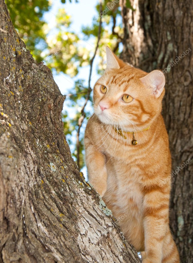 Handsome orange tabby cat up in a tree — Stock Photo © okiepony #6780412