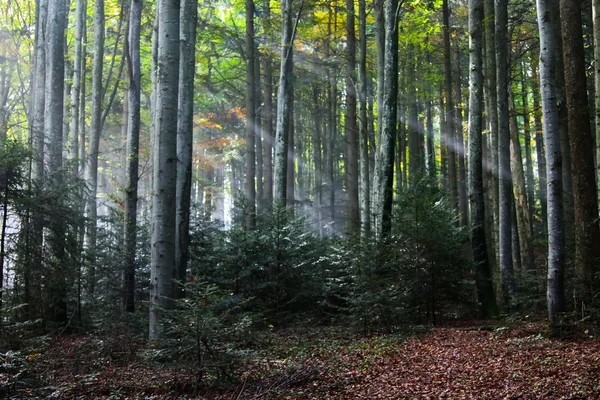 숲 광 근 — 스톡 사진