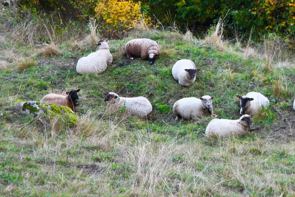 Un grupo de ovejas —  Fotos de Stock