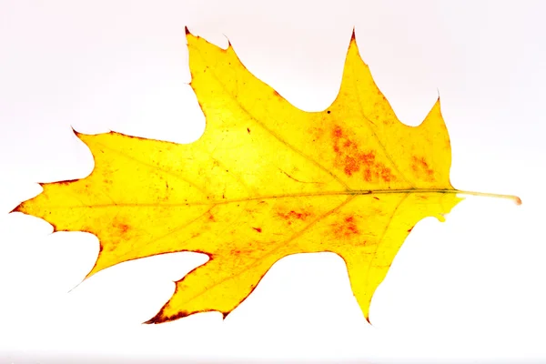 stock image Yellow Red Oak Leaf