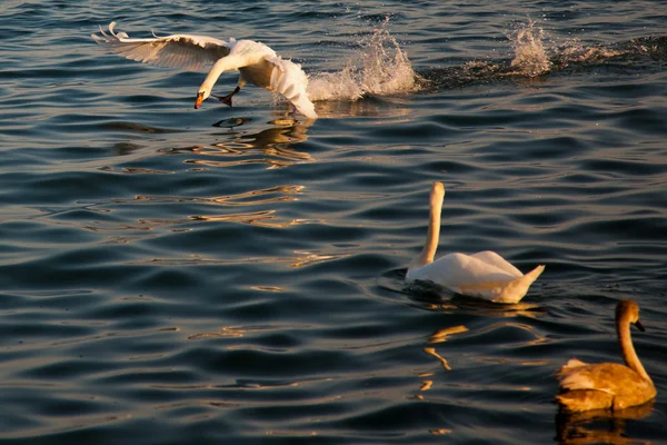 Swan tar fart — Stockfoto