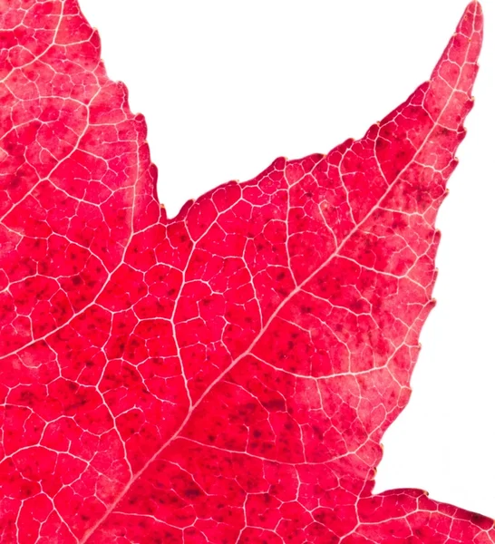 Roter Kaugummi verlässt den Herbst — Stockfoto