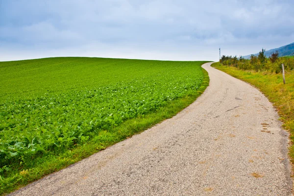 Turnips Field and Rural Road — Stock Photo, Image