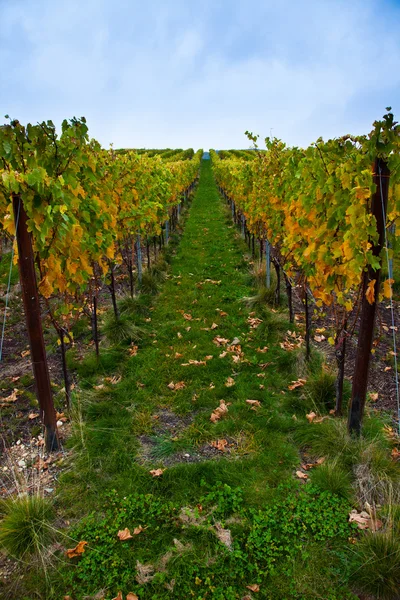 Vineyard in Autumn — Stock Photo, Image