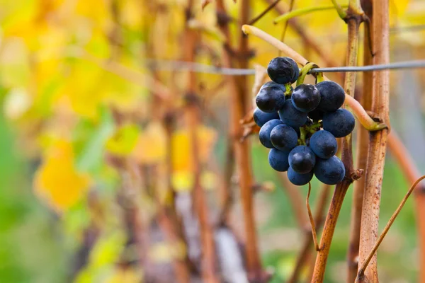 Herfst rijpe druiven — Stockfoto