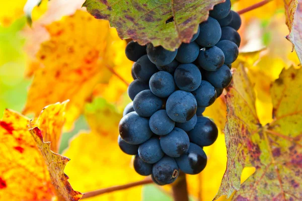Uvas en otoño — Foto de Stock