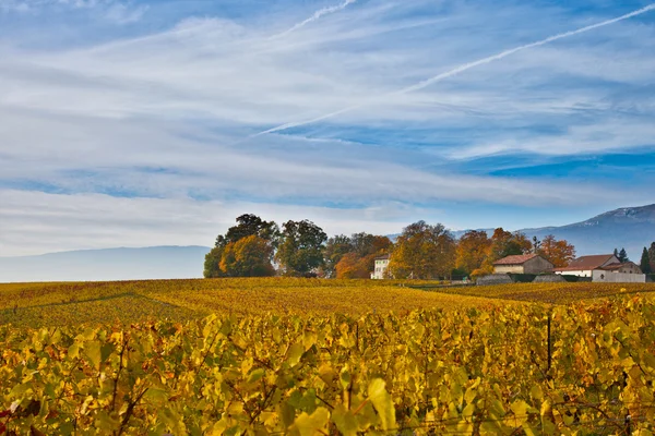 Swiss wijngaard en boerderij — Stockfoto