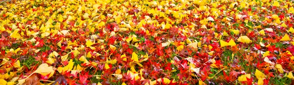 stock image Autumn Leaves