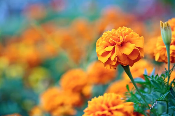 Красивый оранжевый цветок на фоне размытых растений — стоковое фото