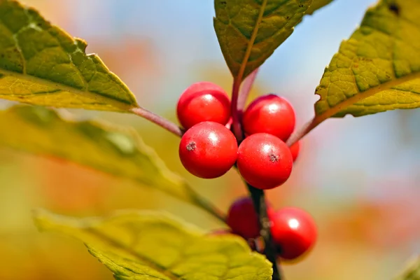 Red berries on blurry background — Stock Photo, Image