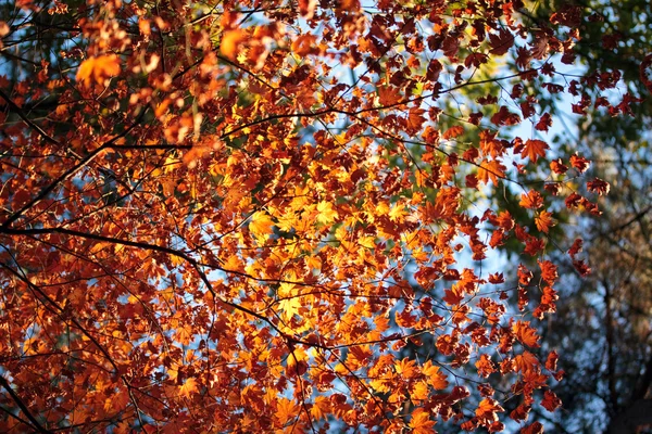 stock image Colourful dry leaves with selected focus