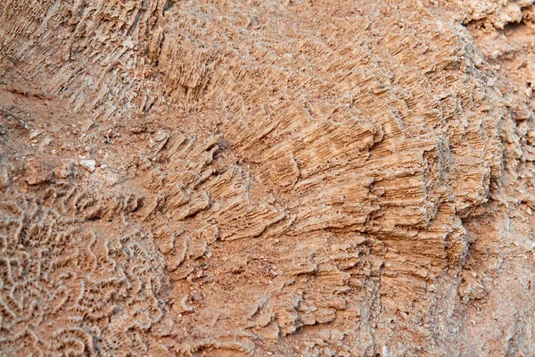 Coral limestone — Stock Photo, Image
