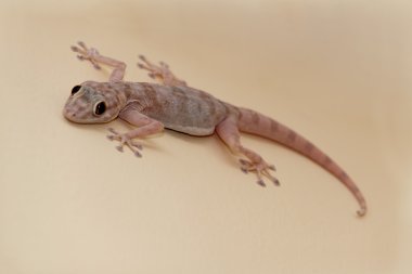 Gecko lizard clipart