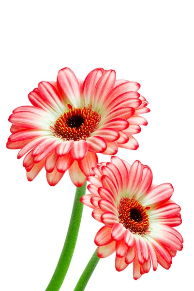 Gerber flower — Stock Photo, Image