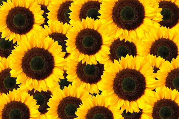 Latar Belakang Bunga Matahari — Stok Foto