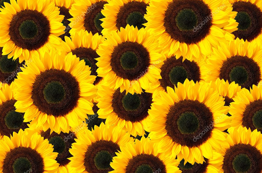 Sunflower background — Stock Photo © MaxPayne 6890278