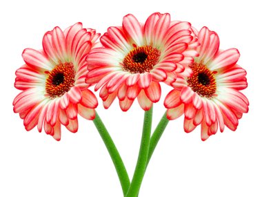 Gerber flower clipart