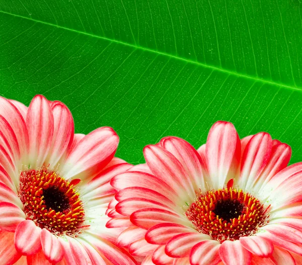 Flor de gerber —  Fotos de Stock