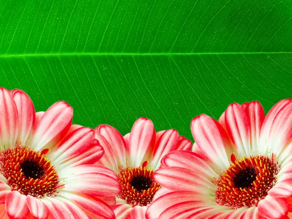 거 버 꽃 — 스톡 사진