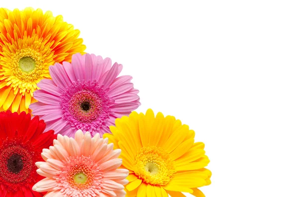 Gerber květ — Stock fotografie