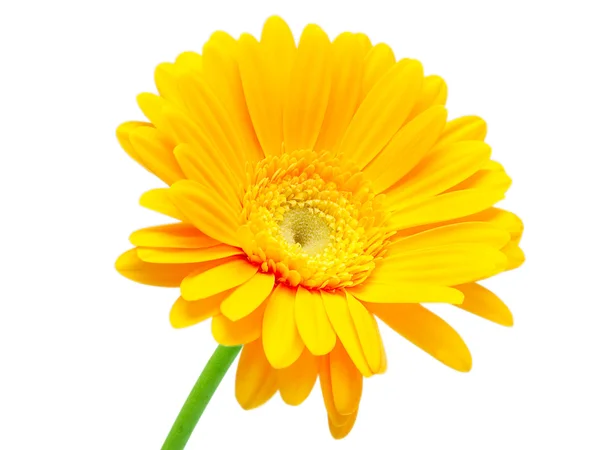 Gerber flower Stock Image