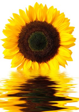 Sunflower clipart