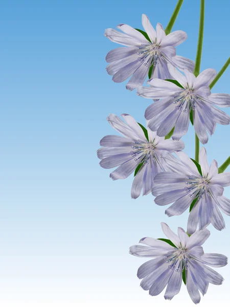 Fiore di cicoria — Foto Stock