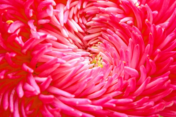 Flor rosa aster — Fotografia de Stock