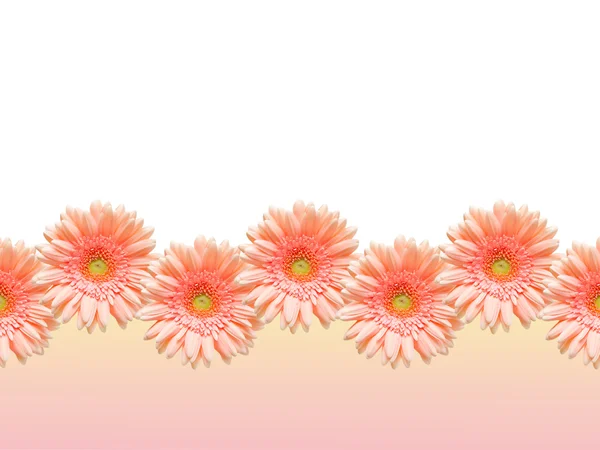 Stock image Daisy-gerbera border