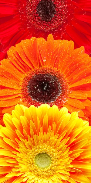 Gerber fondo de flores — Foto de Stock