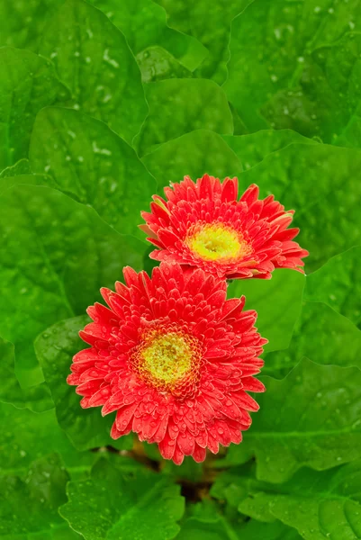 Gerber fondo de flores —  Fotos de Stock