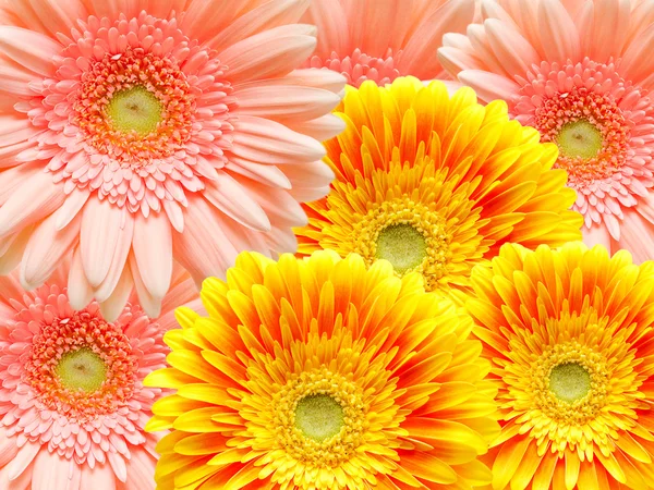 Gerber kwiat tło — Zdjęcie stockowe