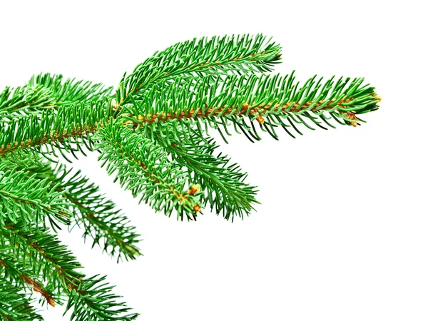 Větve vánočního stromu — Stock fotografie