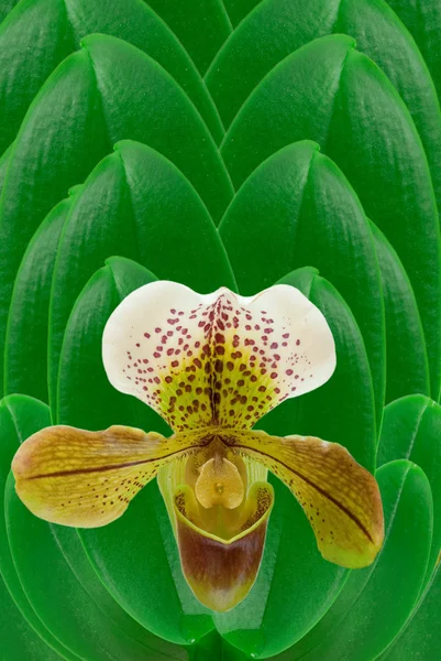 Orchidej s čerstvé zelené listy — Stock fotografie