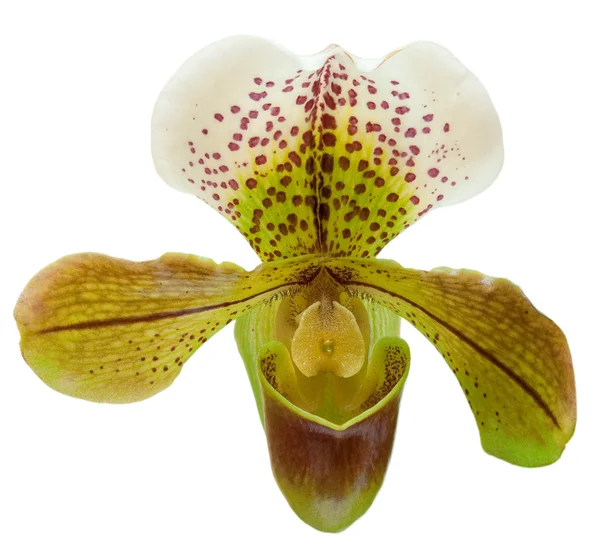 Orquídea — Fotografia de Stock