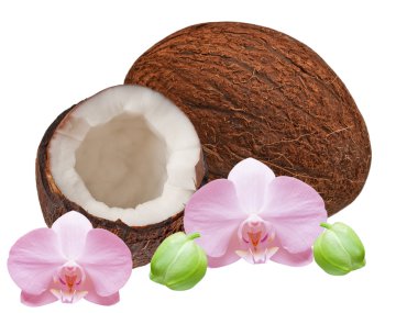 Coconut clipart