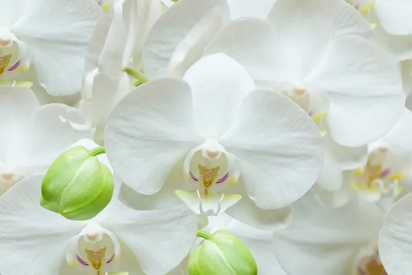 Fundo branco da orquídea — Fotografia de Stock