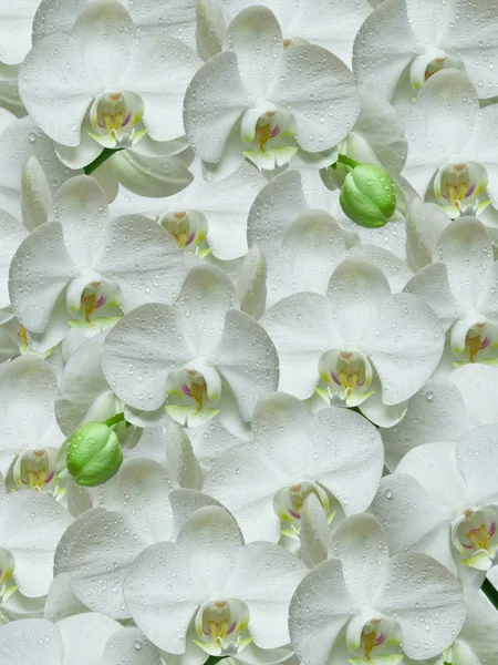 Biały storczyk — Zdjęcie stockowe