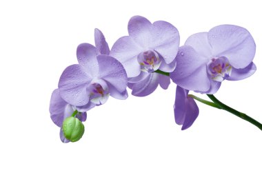 Orchid flower clipart